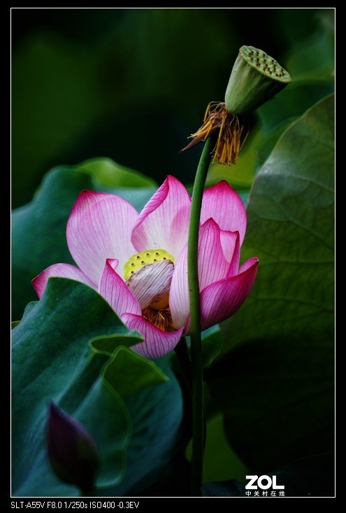 索尼a55+美能达500折返镜荷花