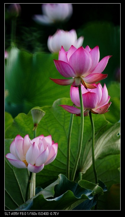 索尼a55+美能达500折返镜荷花