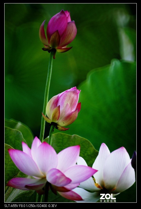 索尼a55+美能达500折返镜荷花