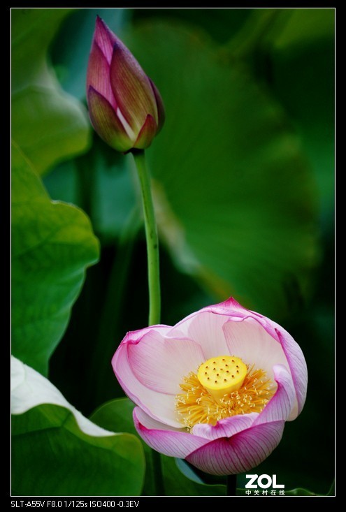 索尼a55+美能达500折返镜荷花