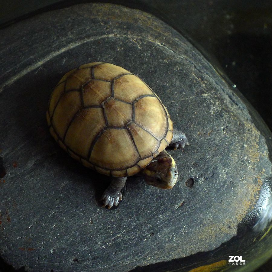 小 乌 龟