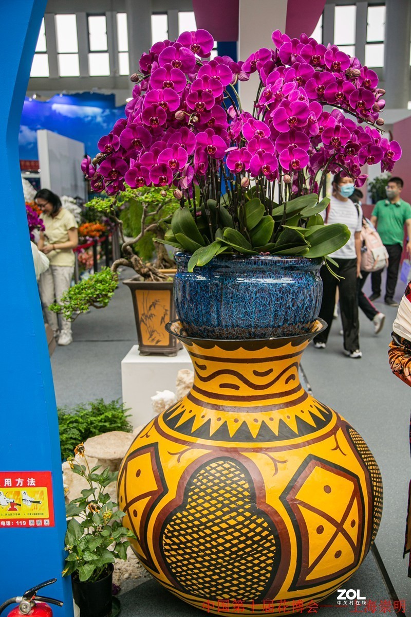 第十届中国花博会纪实————室内花卉掠影