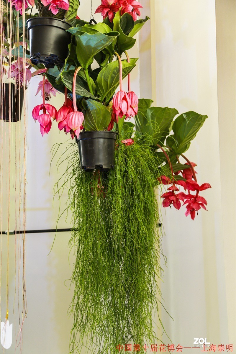 第十届中国花博会纪实————室内花卉掠影