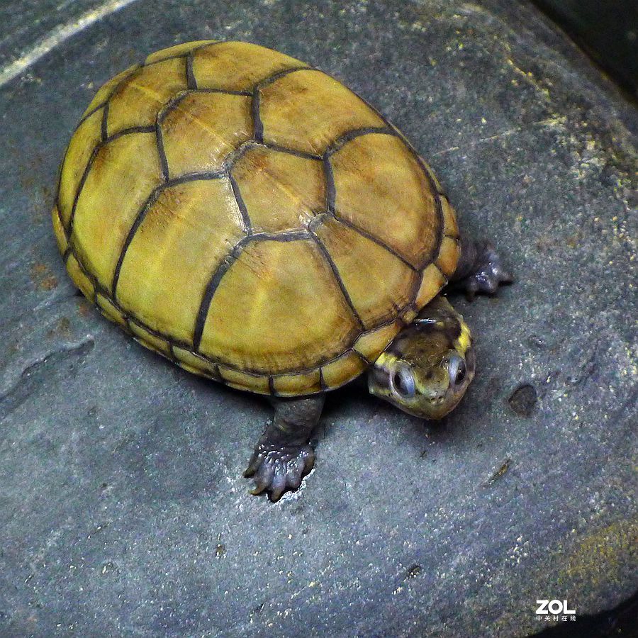 小 乌 龟