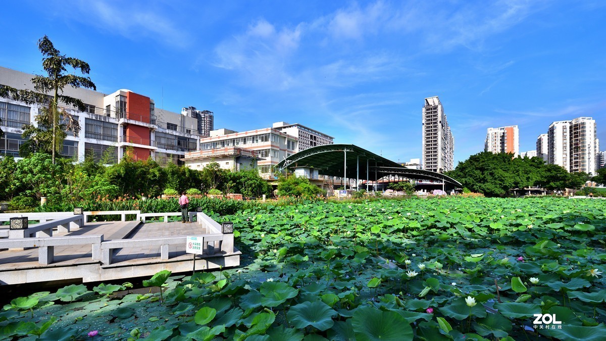 广西大学校园人工湖掠影5