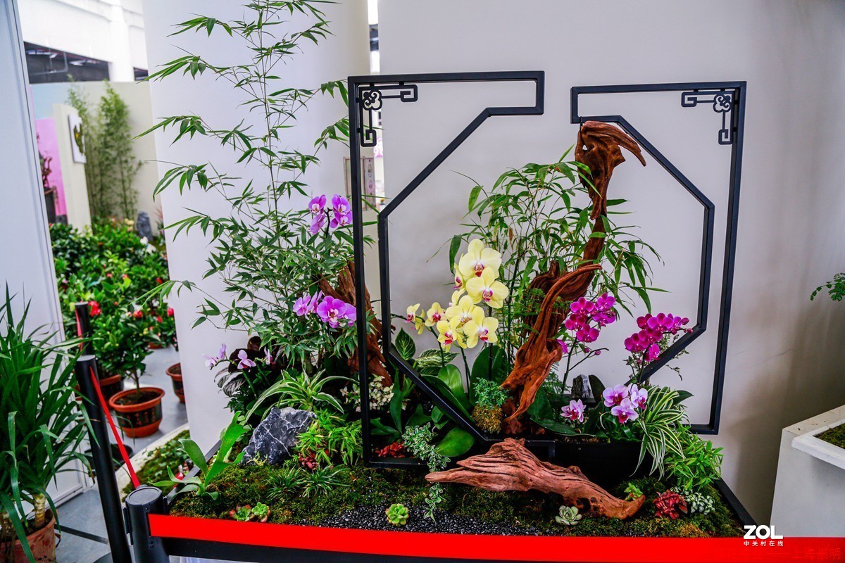 第十届中国花博会纪实————室内花卉掠影