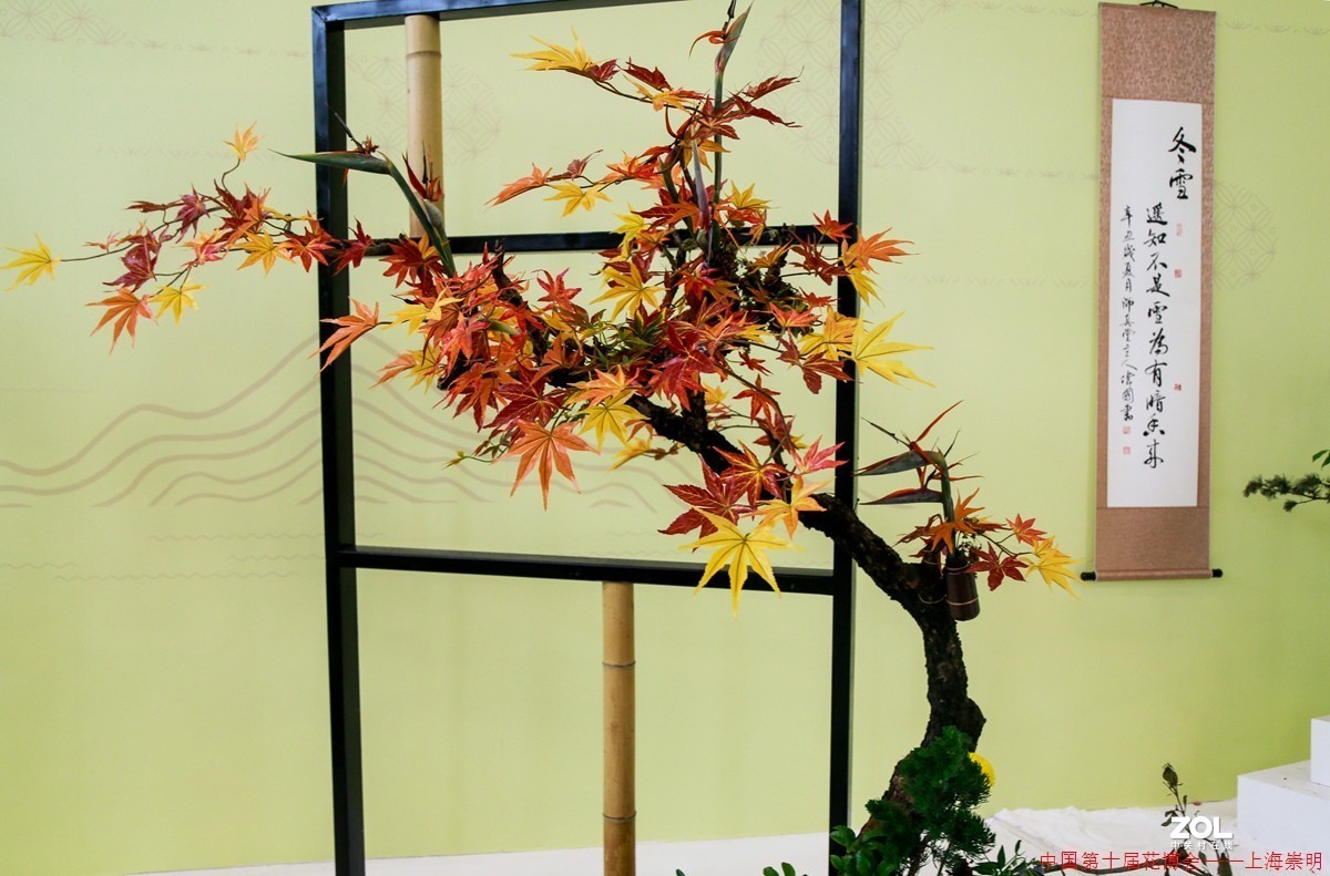 第十届中国花博会纪实————室内花卉掠影