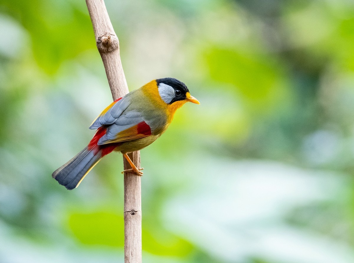树枝上的《银耳相思雀》