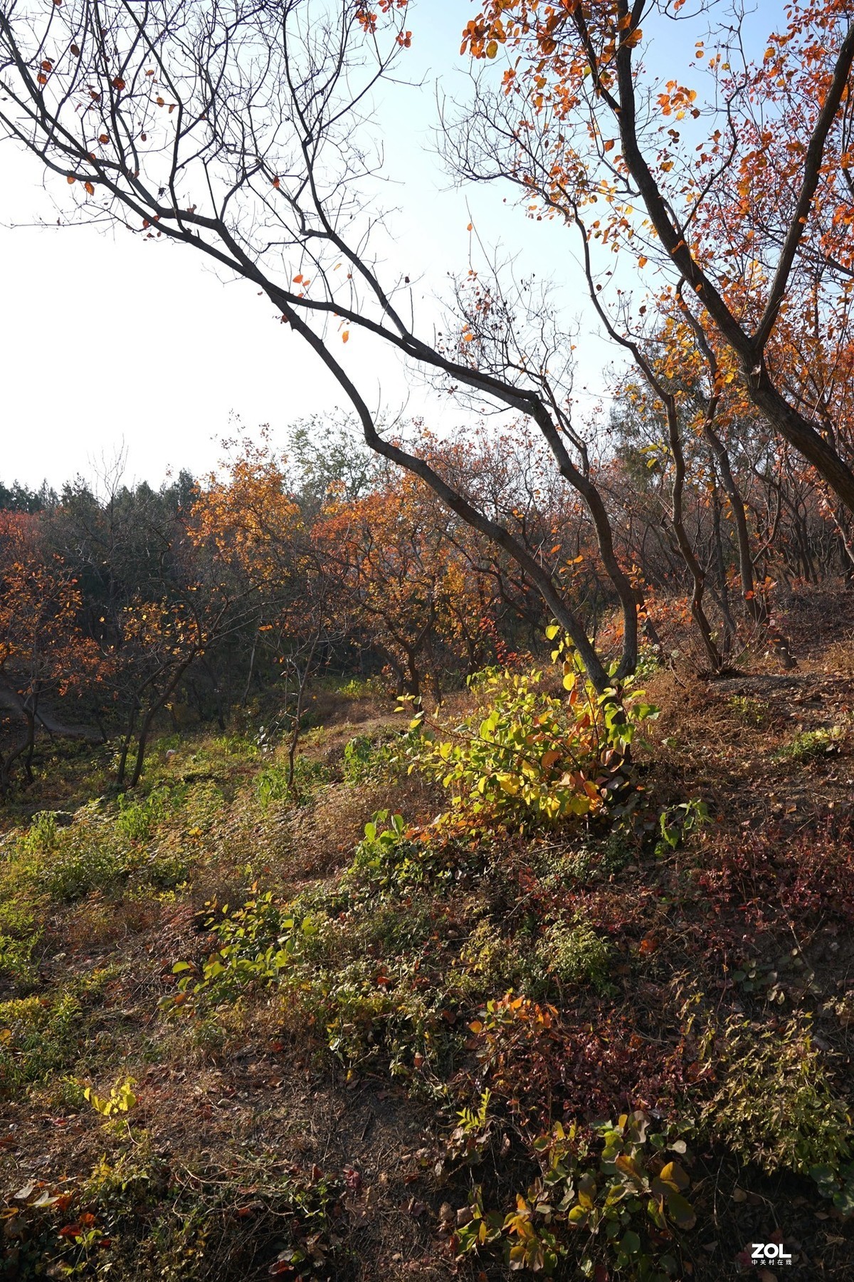 国家地理森林公园  [秋韵]