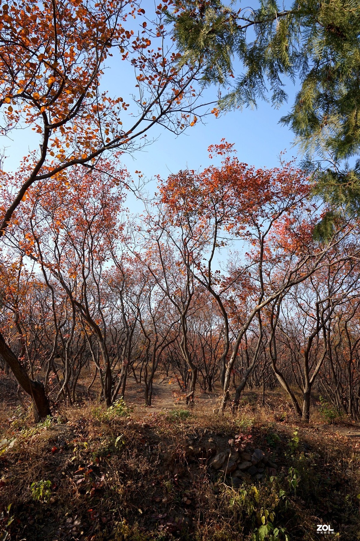 国家地理森林公园  [秋韵]