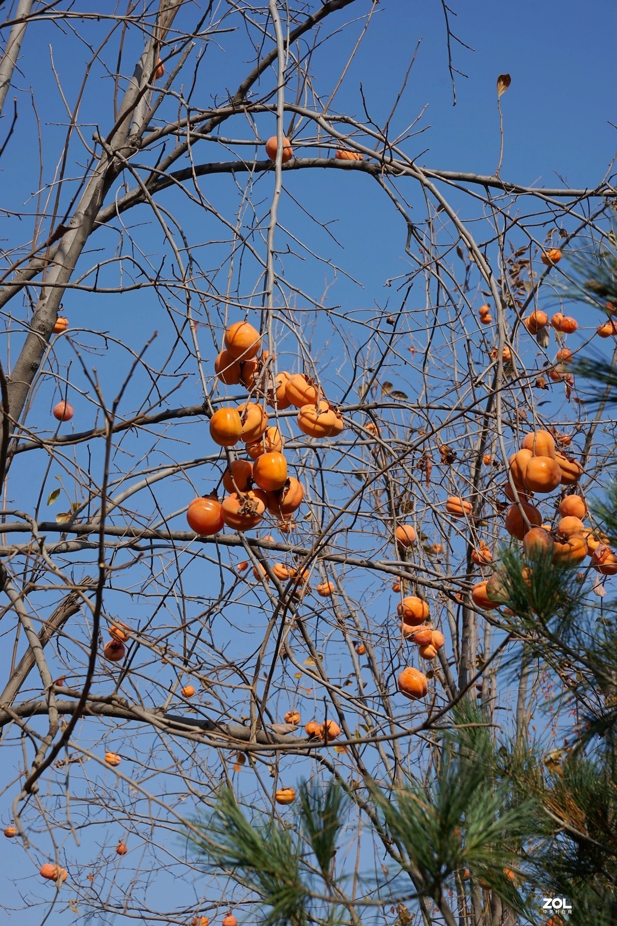 国家地理森林公园  [秋韵]