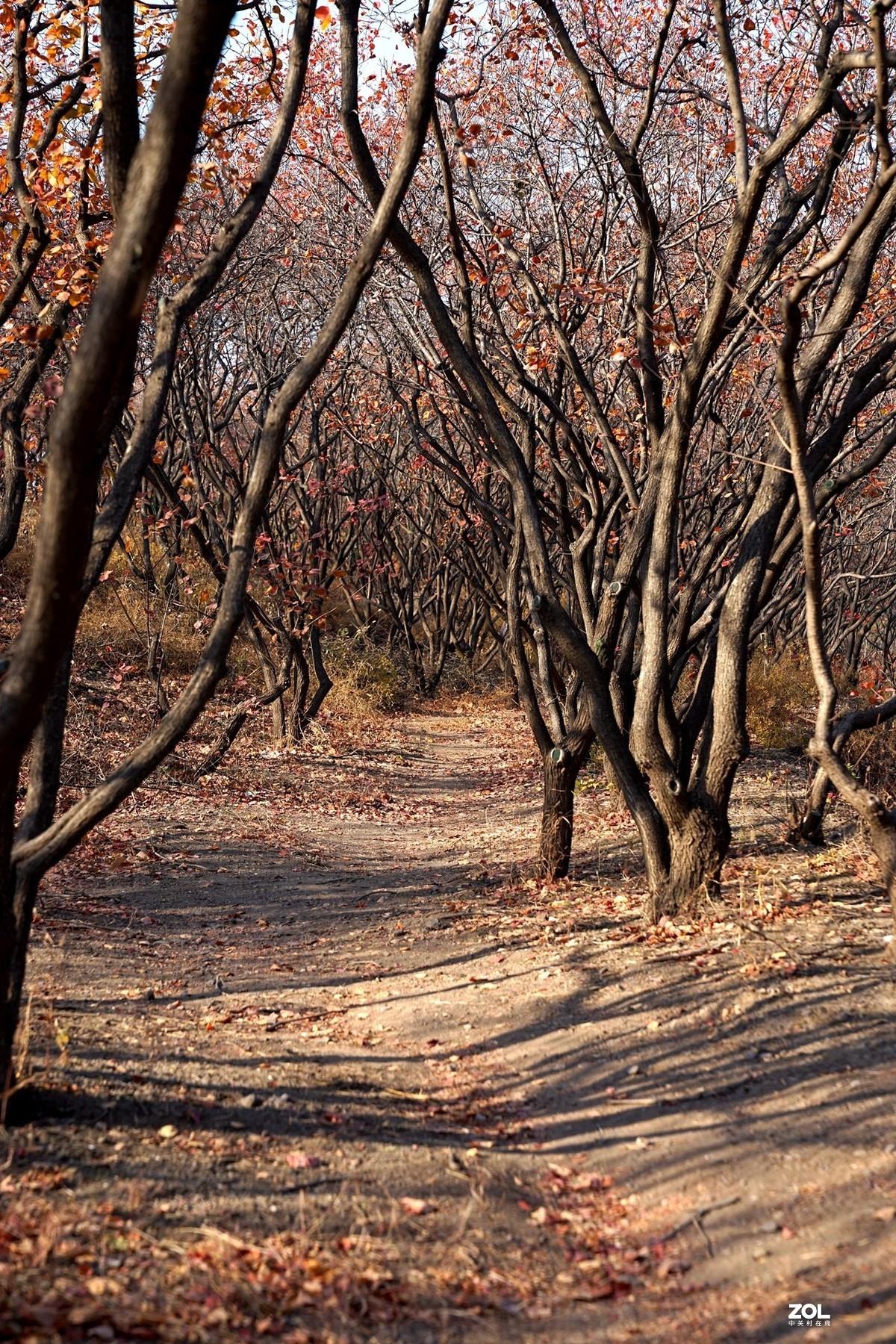 国家地理森林公园  [秋韵]