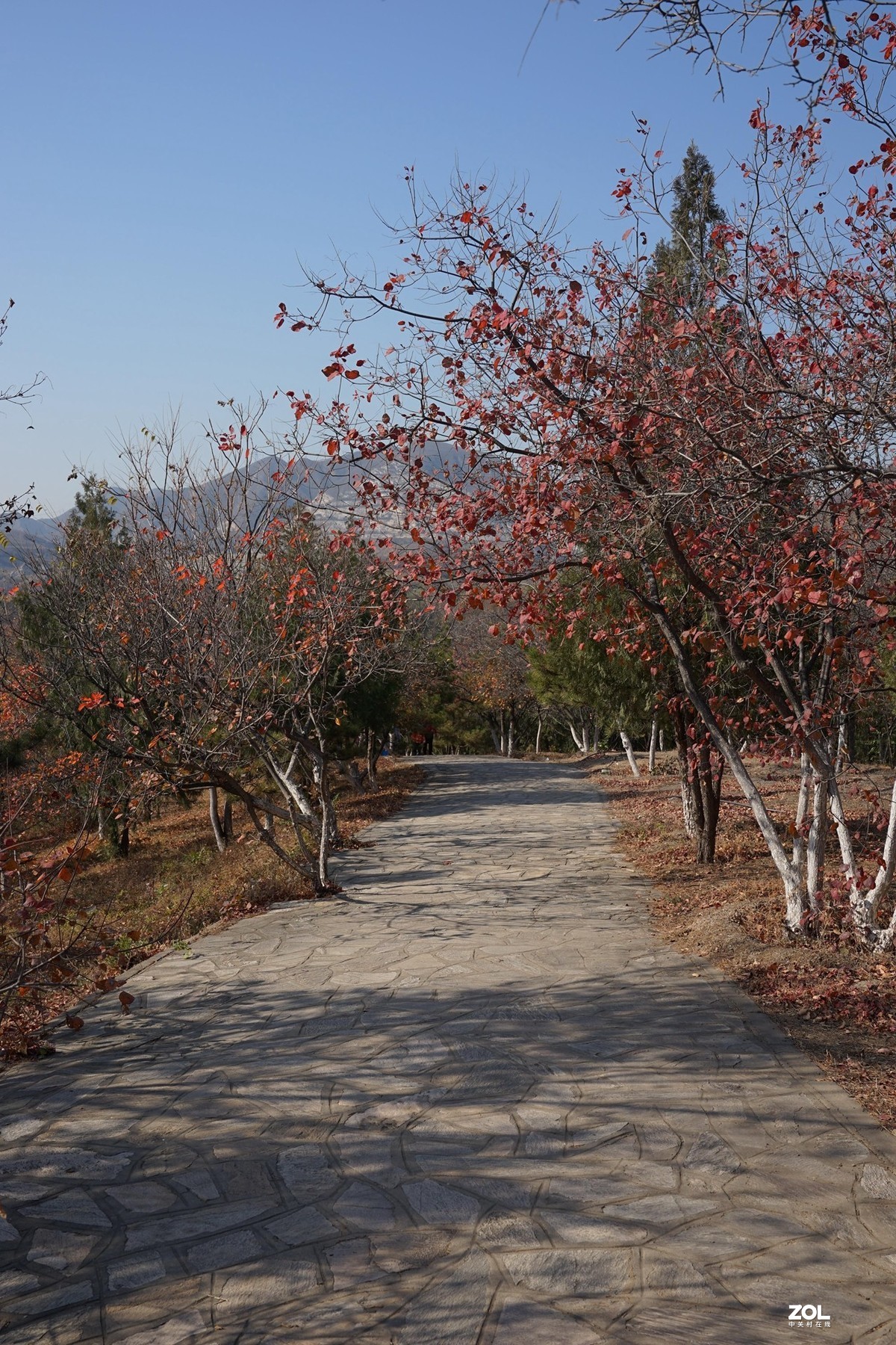 国家地理森林公园  [秋韵]