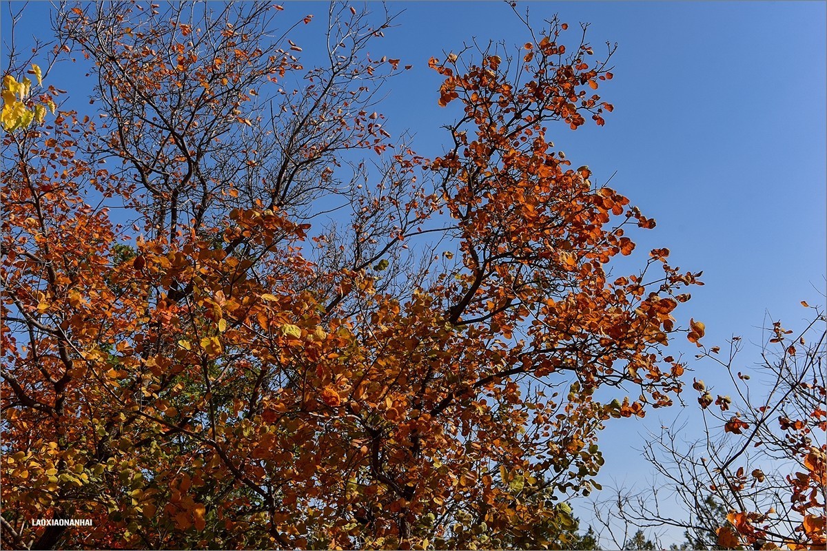 2020年第667贴-北京百望山秋拍4（1218F)