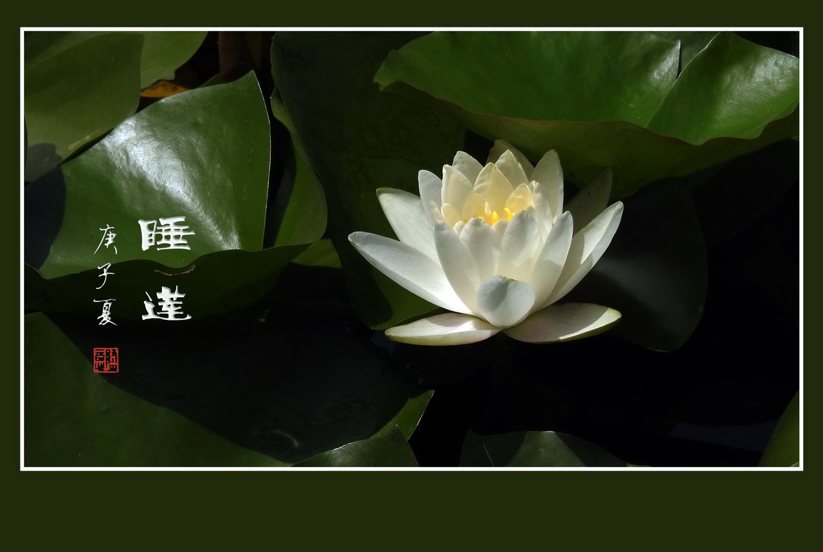 禅心禅意的睡莲花