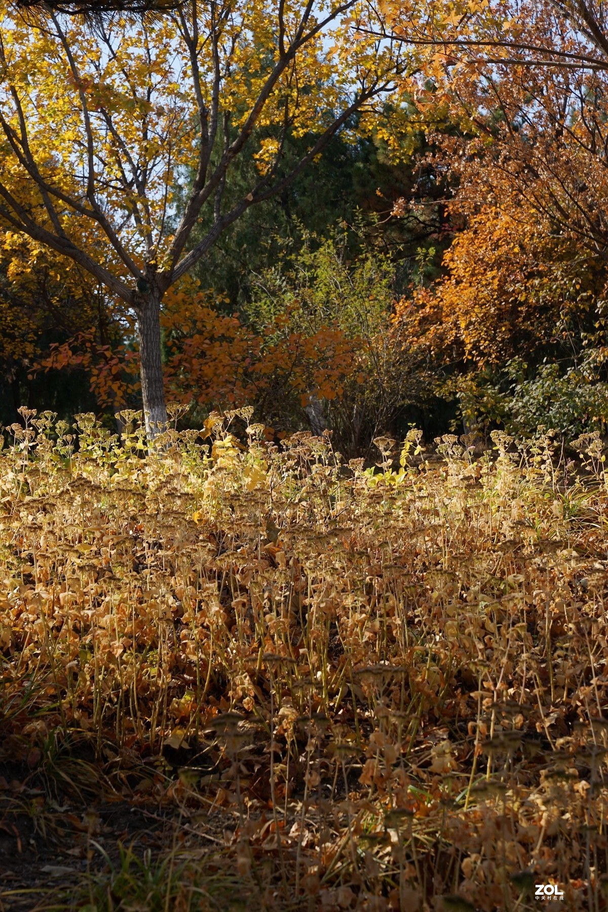 国家地理森林公园  [秋韵]