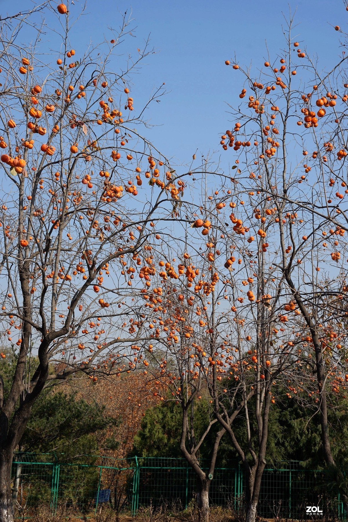 国家地理森林公园  [秋韵]