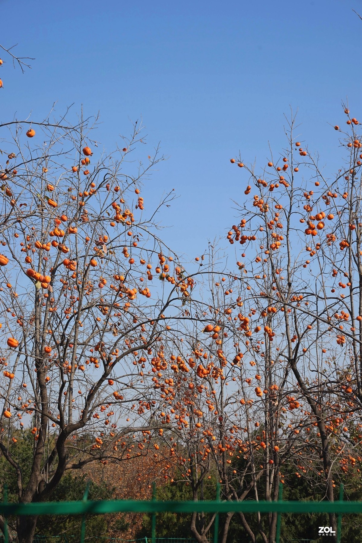 国家地理森林公园  [秋韵]