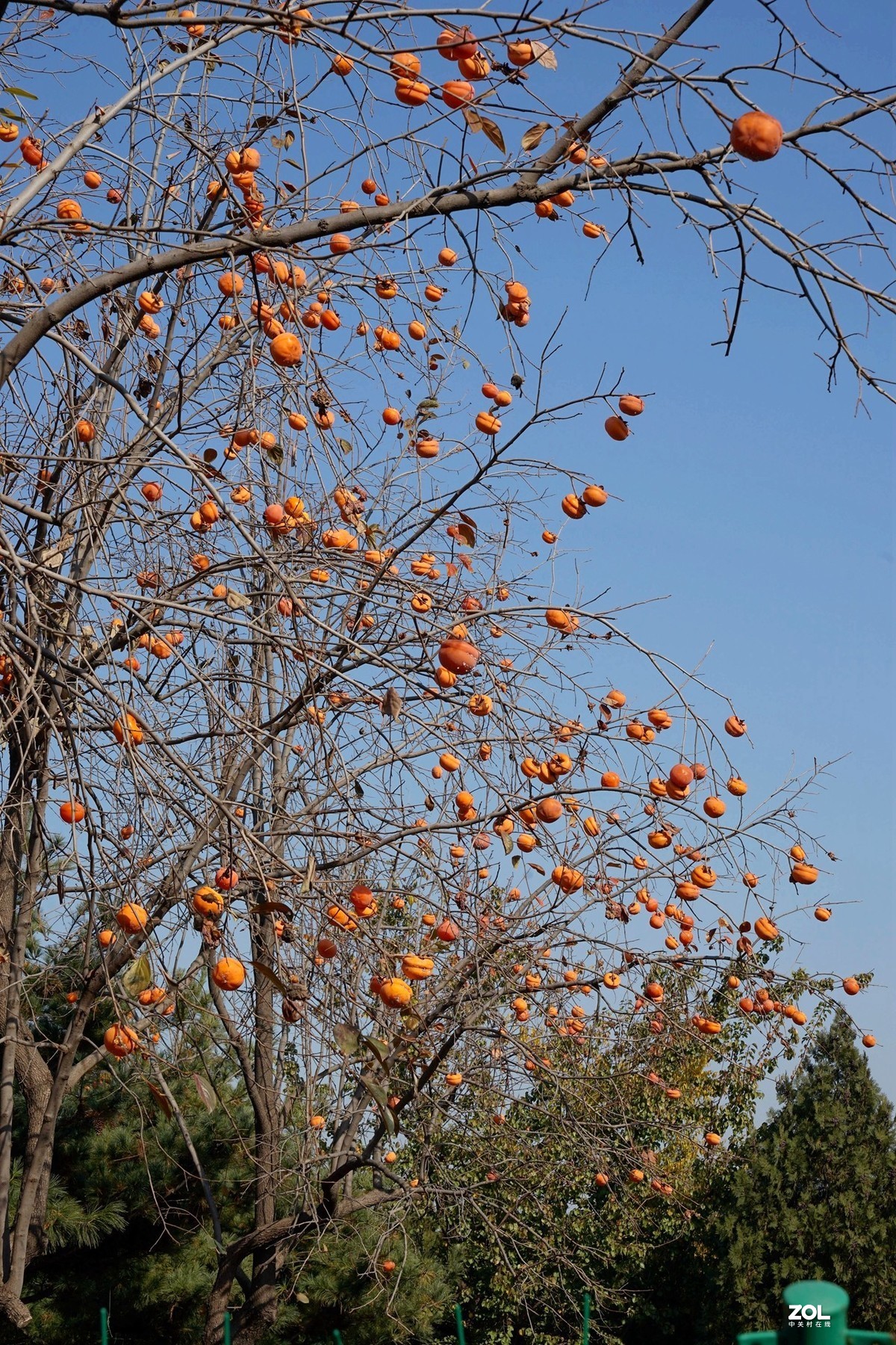 国家地理森林公园  [秋韵]