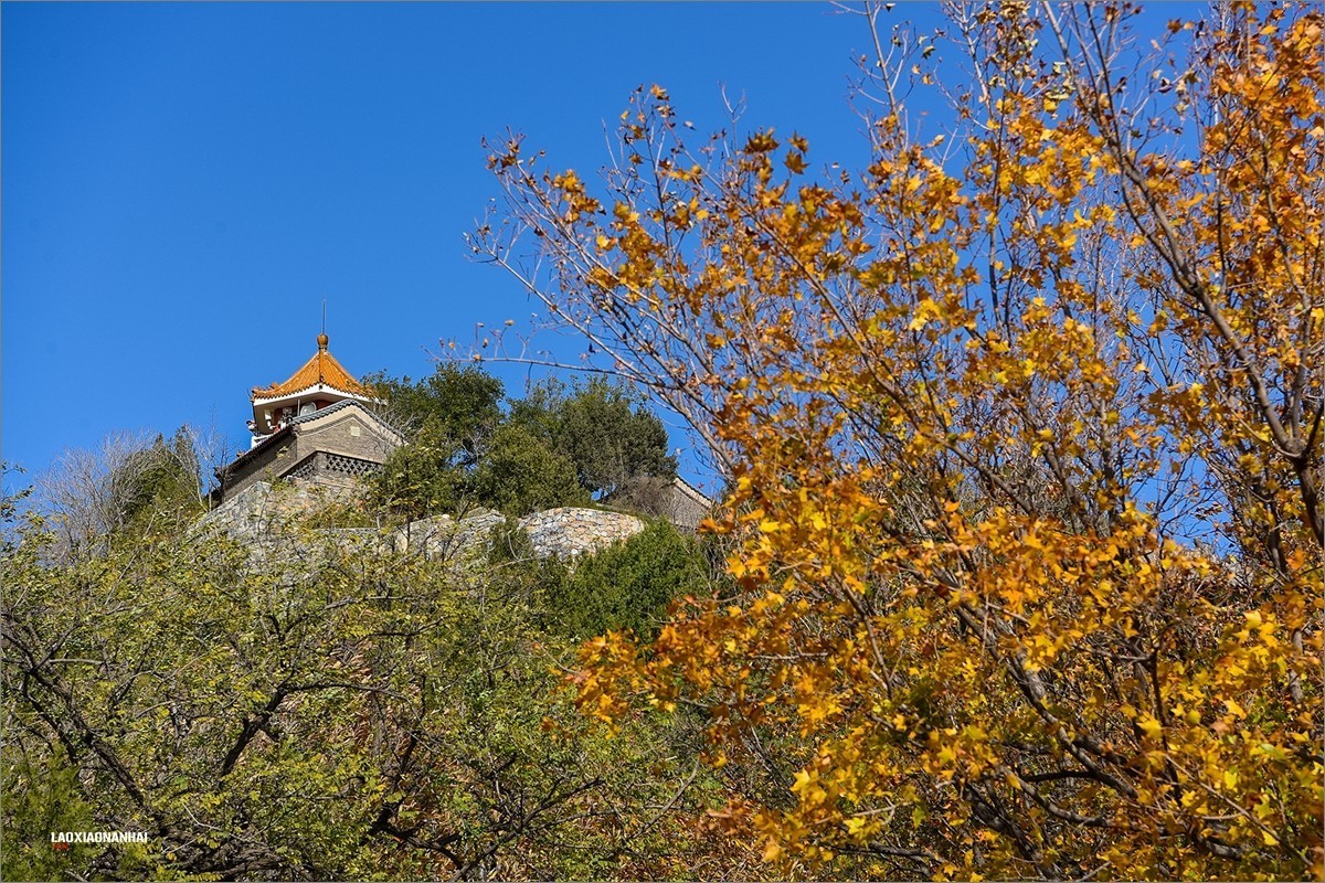 2020年第667贴-北京百望山秋拍4（1218F)