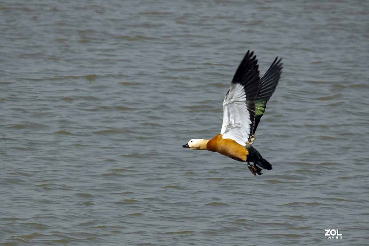 乌海湖边的水鸟