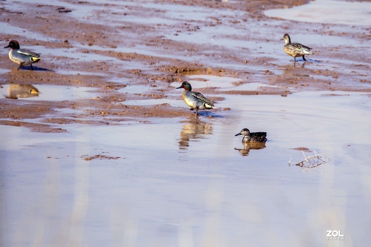 乌海湖边的水鸟