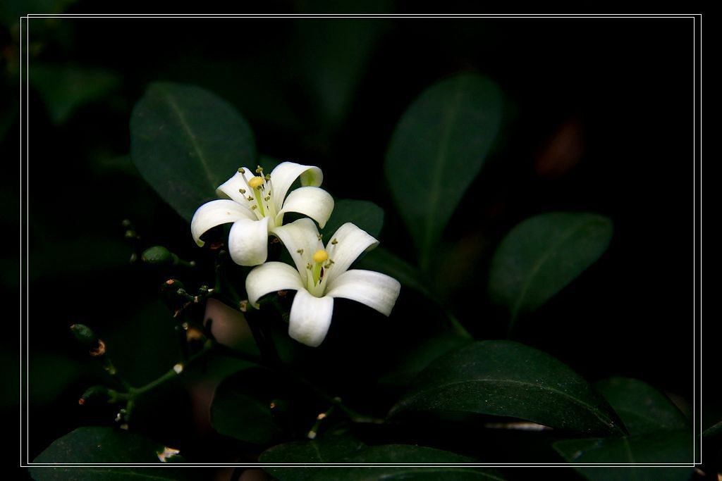 九里香花图片(九里香花图片大全)