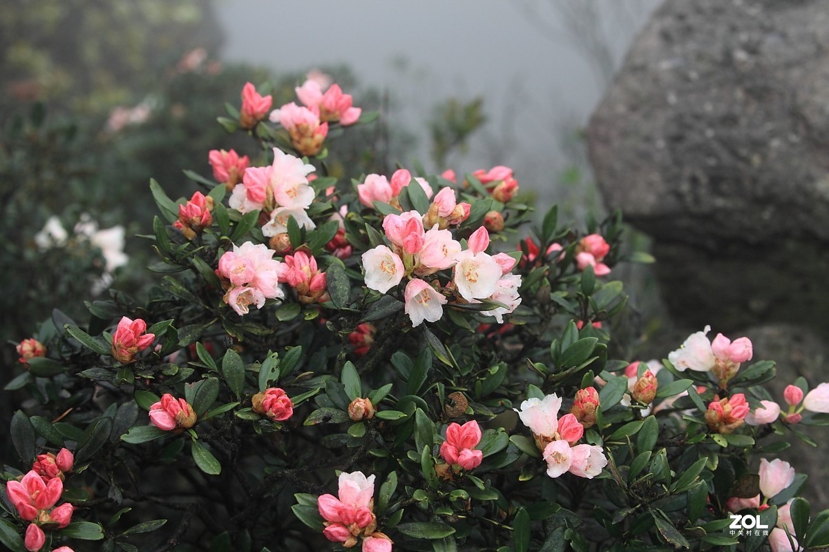 鹿角杜鹃花图片猴头图片