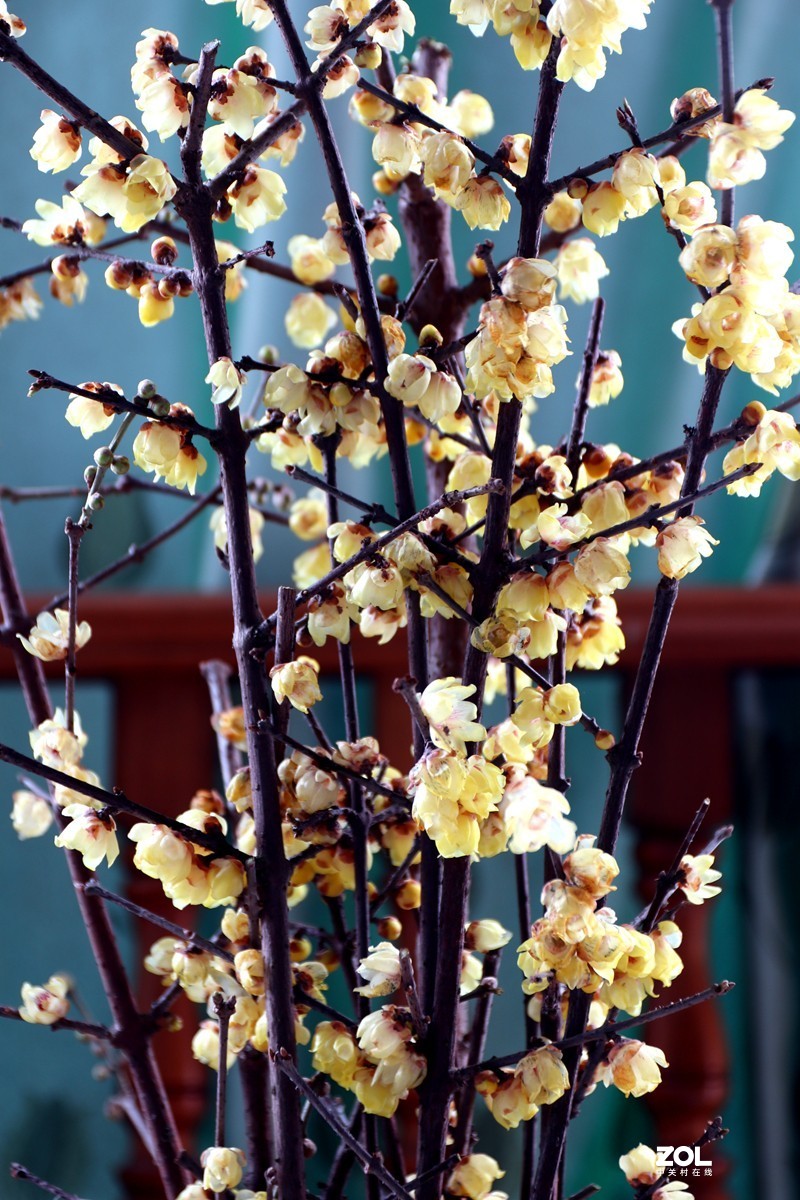 EOS-M6 转接适马17-70MM镜头