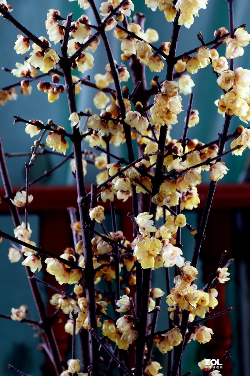 EOS-M6 转接适马17-70MM镜头