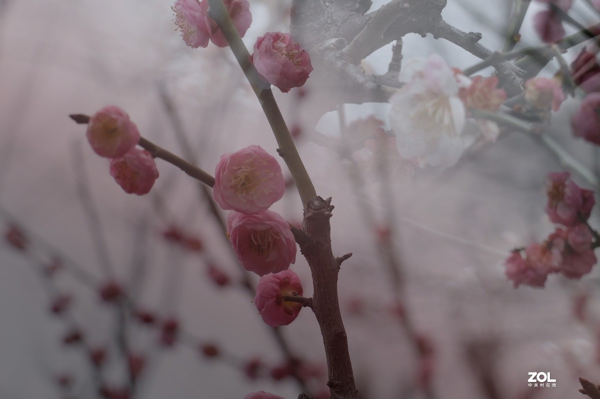 【梅花迎春】——摄于上海伊利公园