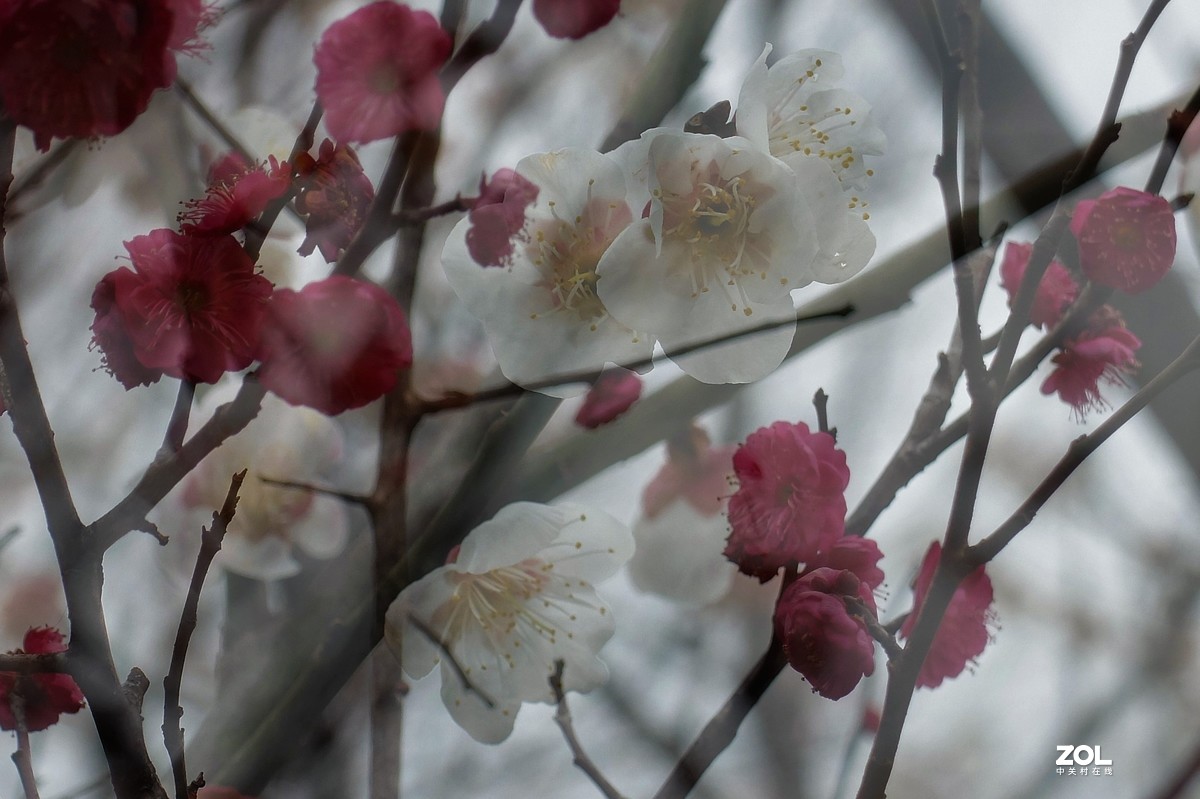 【梅花迎春】——摄于上海伊利公园