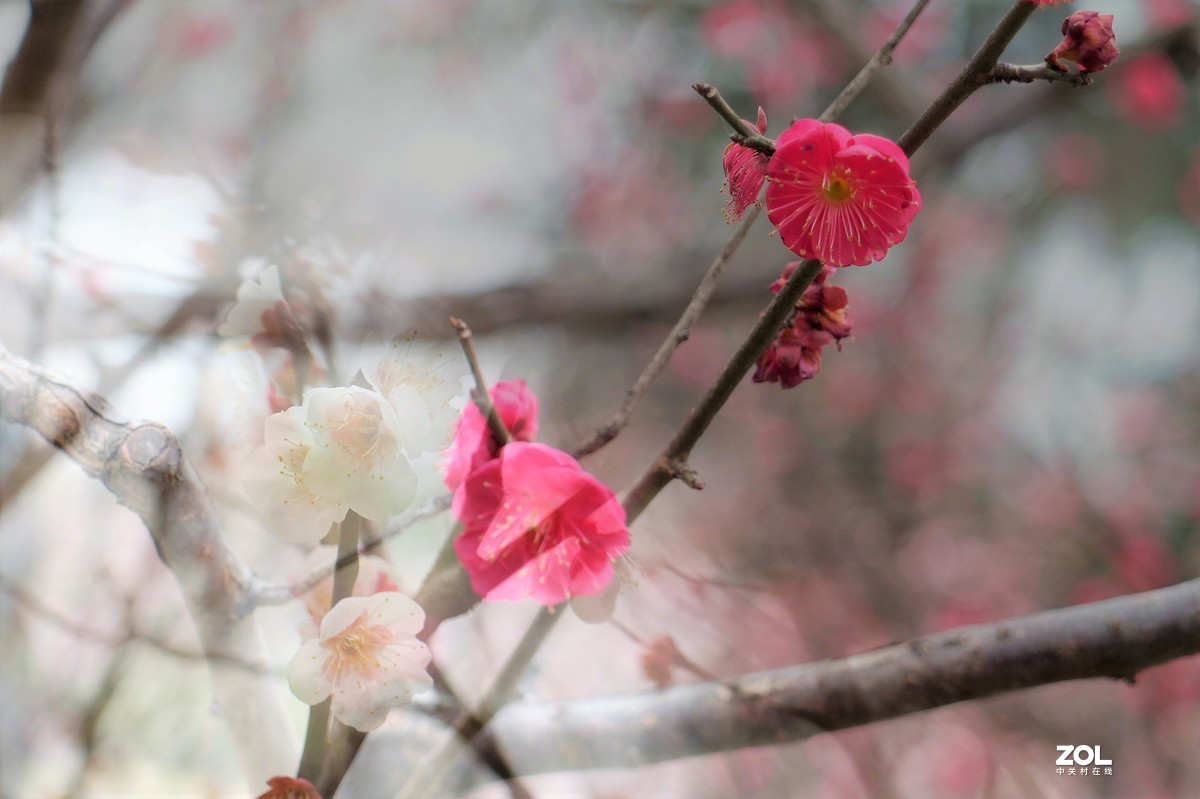 【梅花迎春】——摄于上海伊利公园