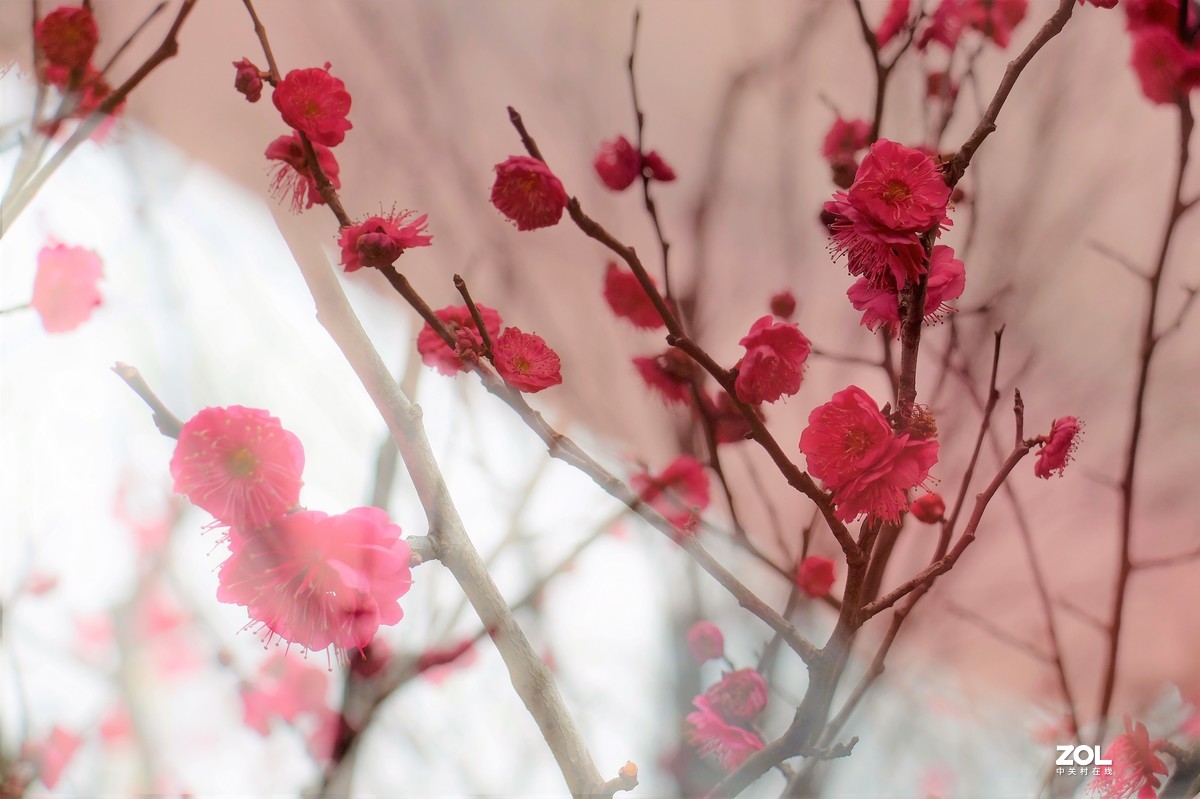 【梅花迎春】——摄于上海伊利公园