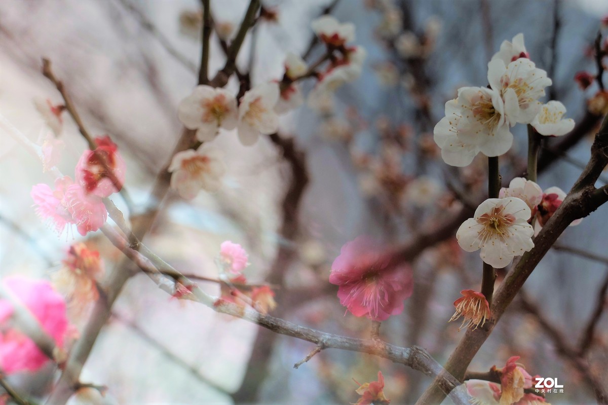 【梅花迎春】——摄于上海伊利公园