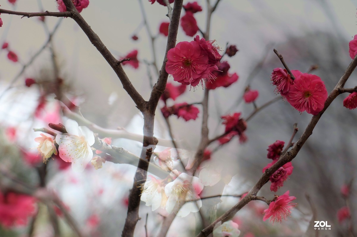 【梅花迎春】——摄于上海伊利公园