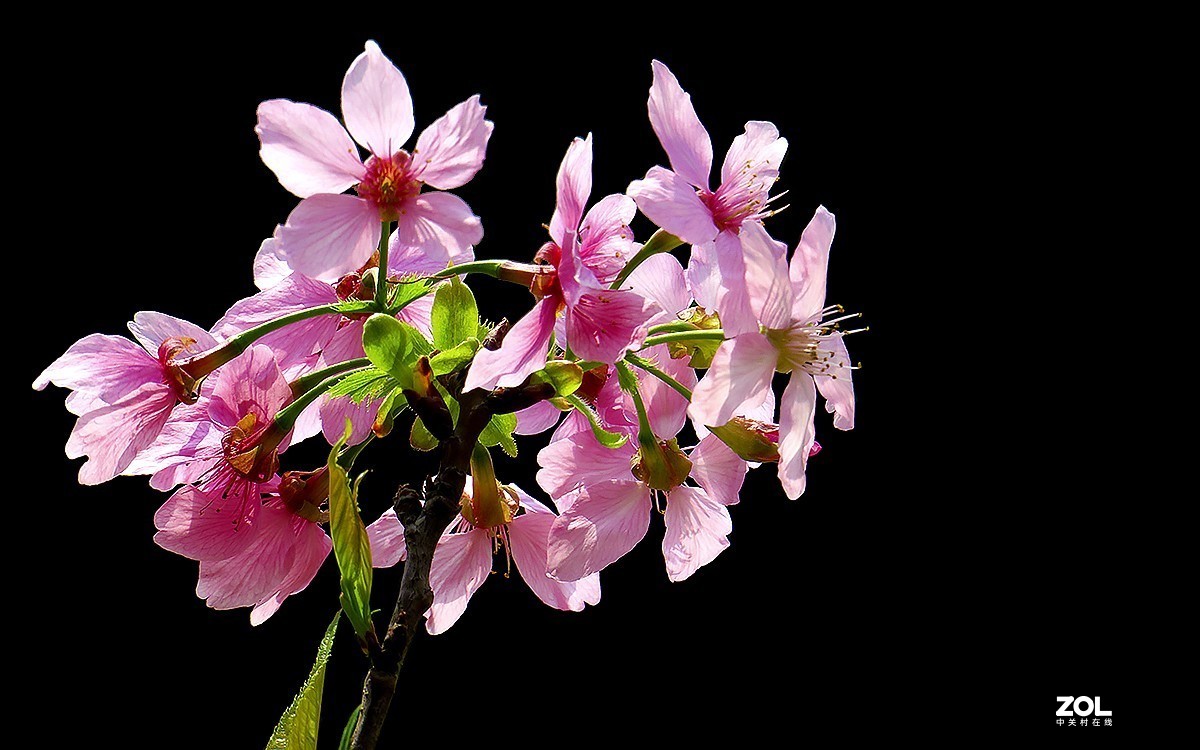 21236---公园随拍的樱花（11）