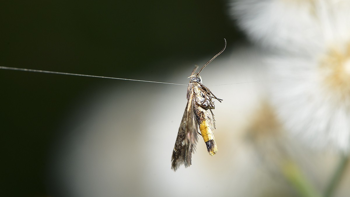 2021，09昆虫趣拍