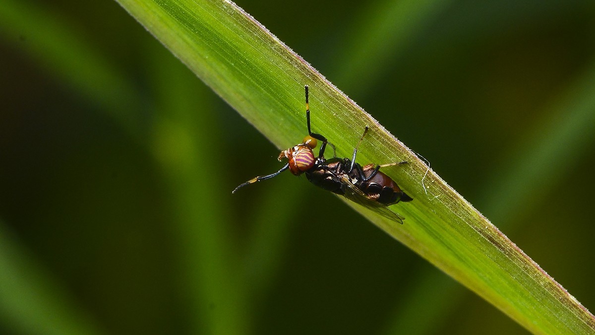 2021，09昆虫趣拍