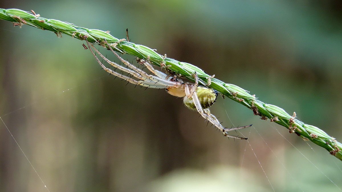 2021，09昆虫趣拍