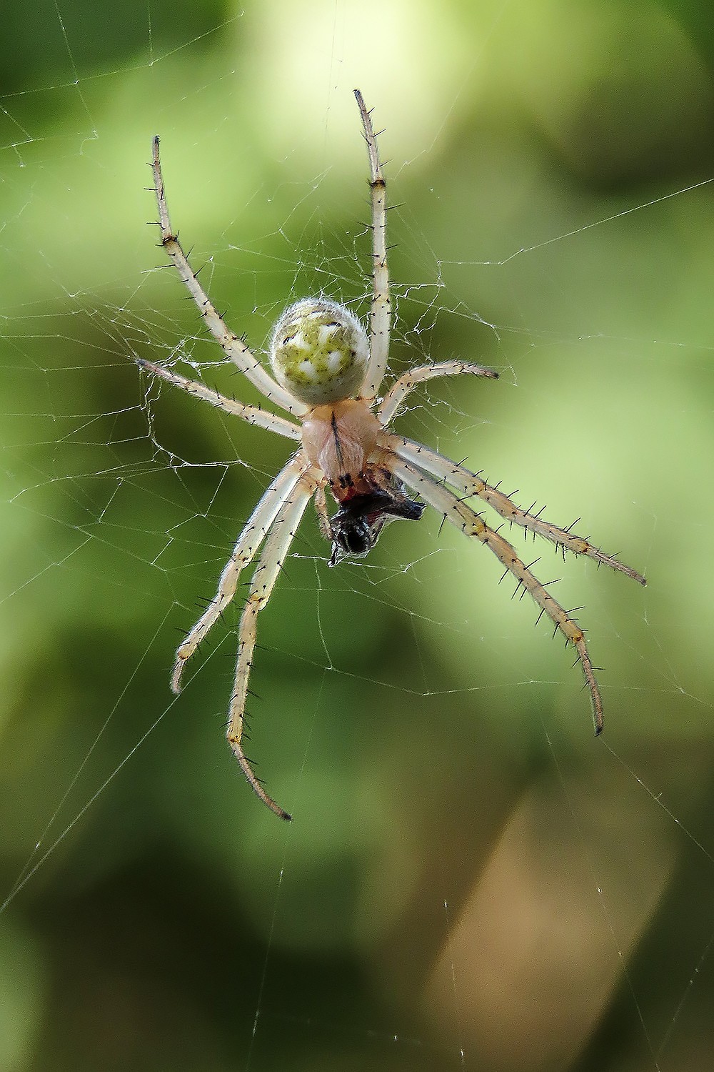 2021，09昆虫趣拍