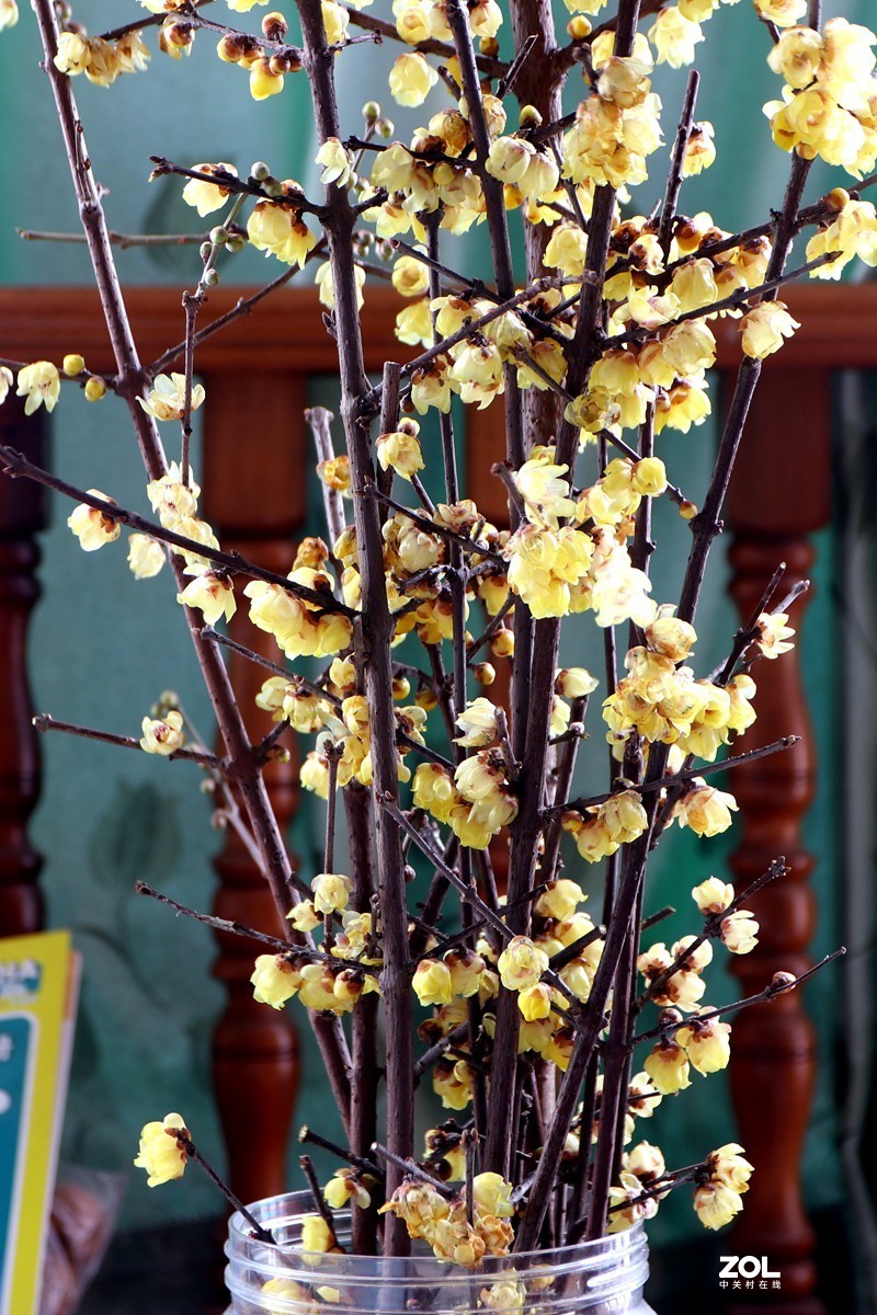 EOS-M6 转接适马17-70MM镜头