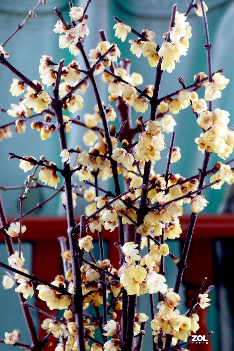 EOS-M6 转接适马17-70MM镜头