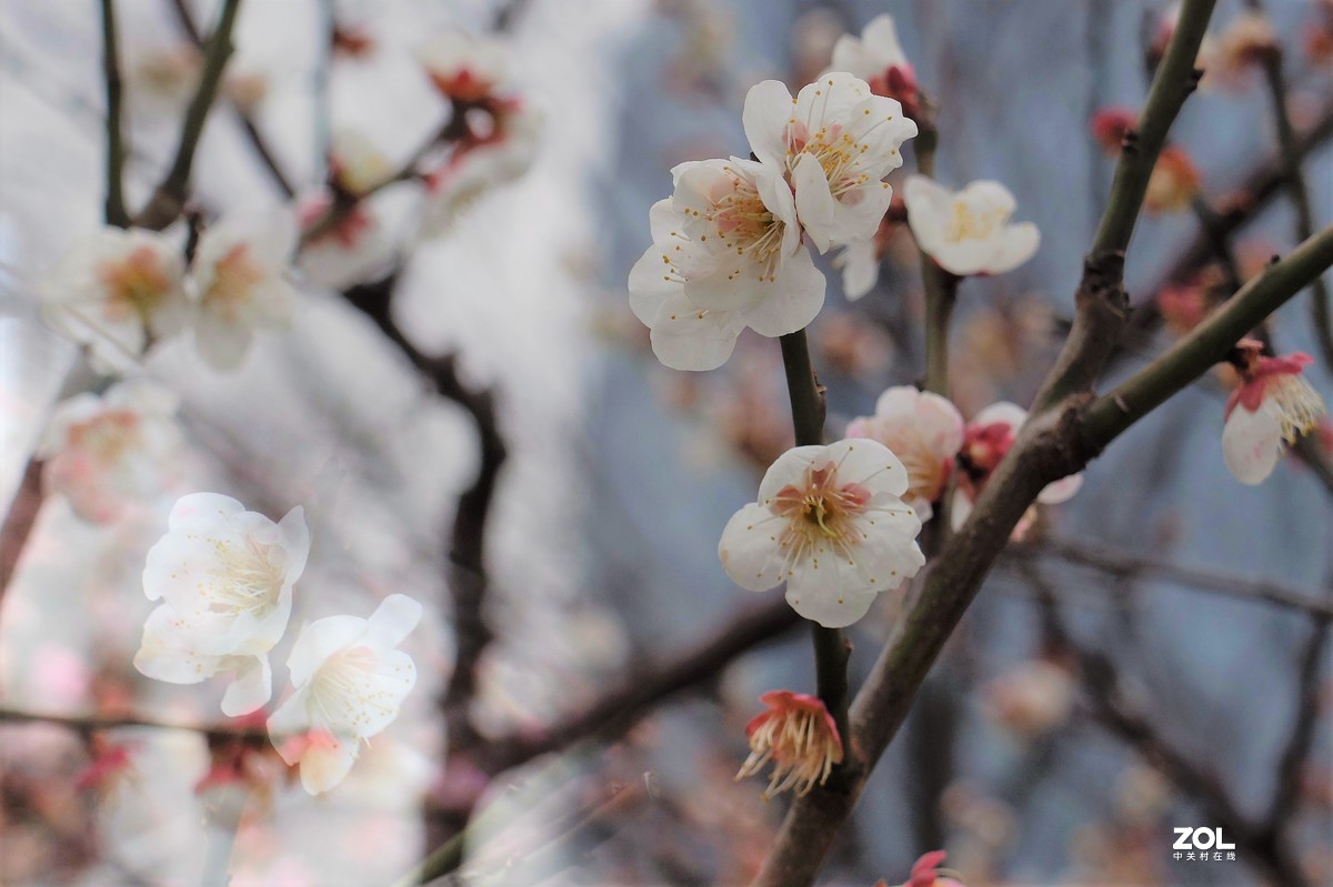 【梅花迎春】——摄于上海伊利公园