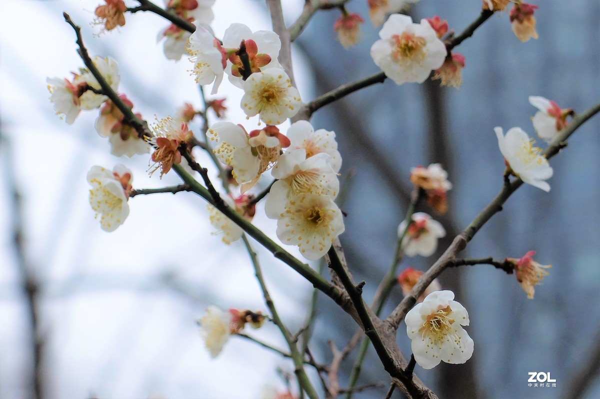 【梅花迎春】——摄于上海伊利公园