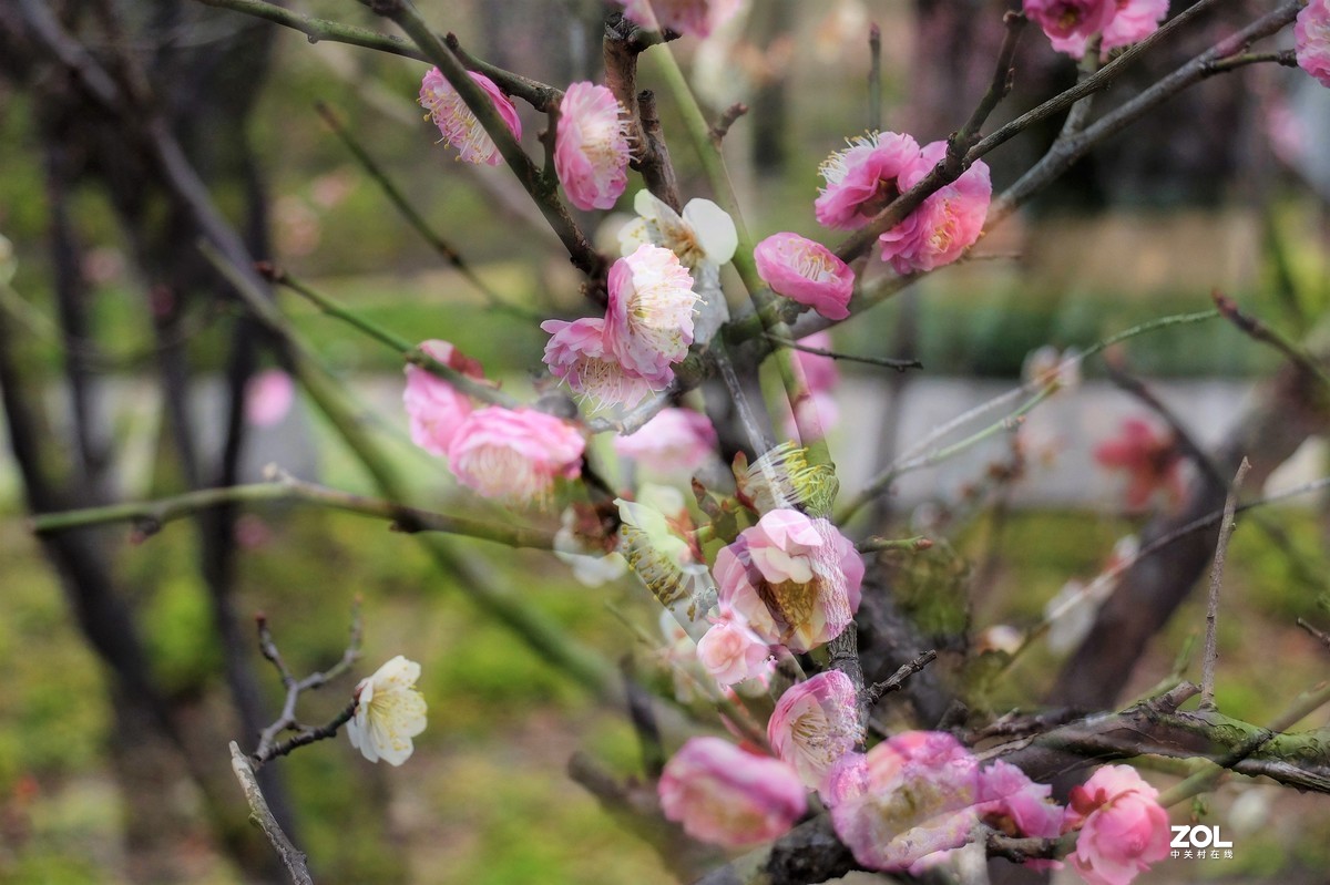 【梅花迎春】——摄于上海伊利公园