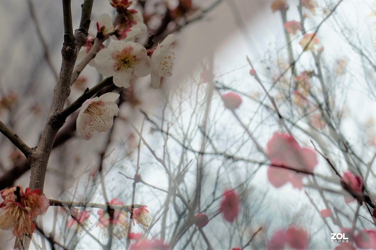 【梅花迎春】——摄于上海伊利公园