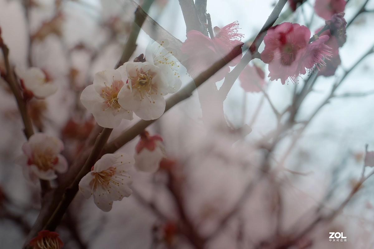 【梅花迎春】——摄于上海伊利公园