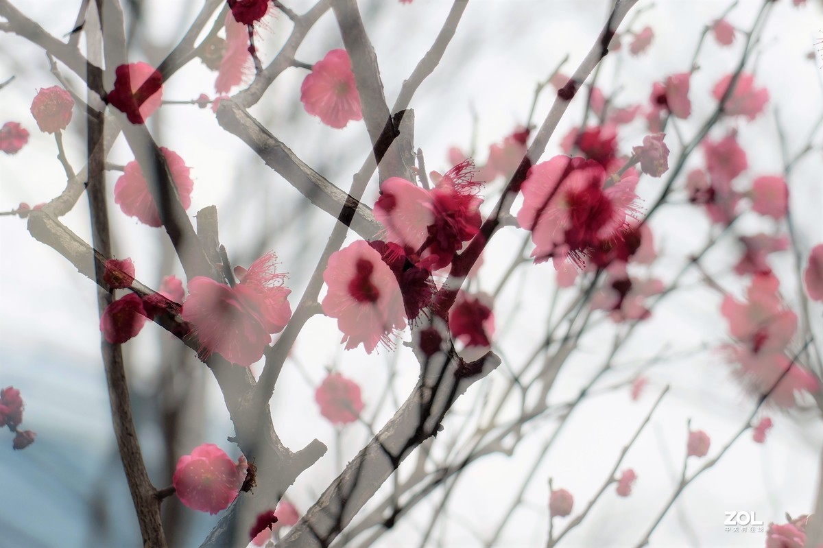 【梅花迎春】——摄于上海伊利公园