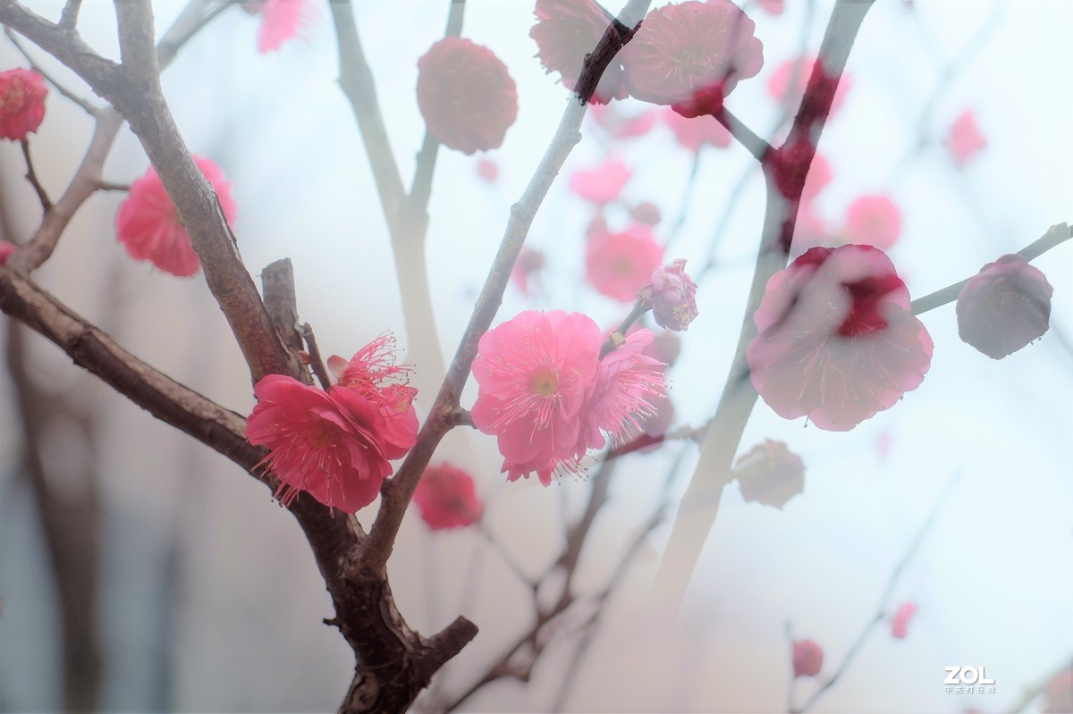 【梅花迎春】——摄于上海伊利公园